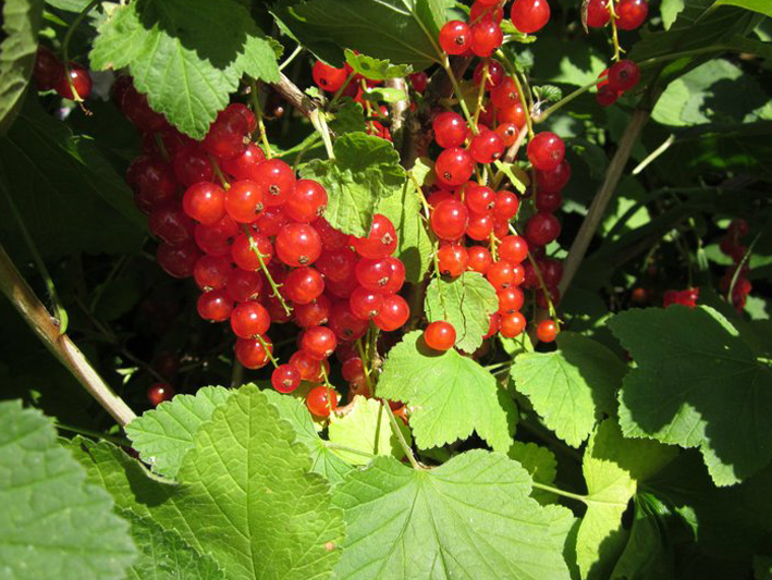 redcurrants